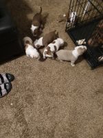 American Bully Puppies for sale in Austell, GA, USA. price: NA