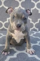 American Bully Puppies for sale in Sylmar, Los Angeles, CA, USA. price: NA
