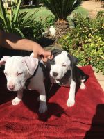 American Bully Puppies for sale in Fresno, CA 93705, USA. price: NA