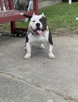 American Bully Puppies for sale in Windsor, MO 65360, USA. price: NA