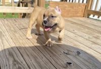 American Bully Puppies for sale in Naugatuck, CT 06770, USA. price: NA