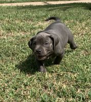 American Bully Puppies for sale in Houston, TX 77075, USA. price: NA