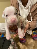 American Bully Puppies for sale in Citrus Heights, CA, USA. price: NA