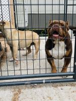 American Bully Puppies for sale in York, SC 29745, USA. price: NA