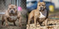 American Bully Puppies for sale in Coweta, OK, USA. price: NA