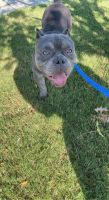 American Bully Puppies for sale in Covington, GA, USA. price: NA