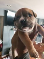 American Bully Puppies for sale in Dundalk, MD, USA. price: NA