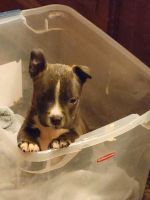 American Bully Puppies for sale in Warsaw, MO 65355, USA. price: NA