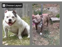 American Bully Puppies for sale in Fayetteville, NC, USA. price: NA