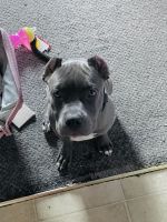 American Bully Puppies for sale in Tavernier, FL 33070, USA. price: NA