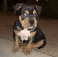 American Bully Puppies for sale in Lawrence, KS 66044, USA. price: NA