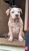 American Bully Puppies for sale in Silver Spring, MD, USA. price: NA
