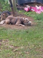 American Bully Puppies for sale in Oxford, MS 38655, USA. price: NA