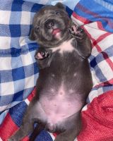 American Bully Puppies for sale in Portland, OR, USA. price: NA