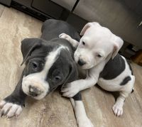American Bully Puppies for sale in Yakima, WA, USA. price: NA