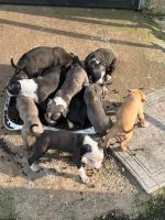 American Bully Puppies for sale in Lithonia, GA 30058, USA. price: NA