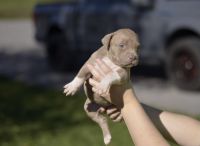 American Bully Puppies for sale in Ontario, CA, USA. price: NA