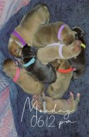 American Bully Puppies for sale in Wilbur, WA 99185, USA. price: NA