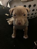American Bully Puppies for sale in San Francisco, CA, USA. price: NA