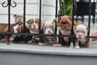 American Bully Puppies for sale in Bloomfield, NJ, USA. price: NA
