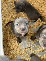 American Bully Puppies for sale in Somerset, Franklin Township, NJ 08873, USA. price: NA