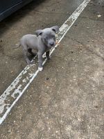 American Bully Puppies for sale in Katy, TX 77449, USA. price: NA