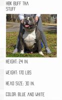 American Bully Puppies for sale in Homestead, FL, USA. price: NA