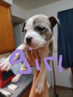 American Bully Puppies for sale in Denver, CO, USA. price: NA