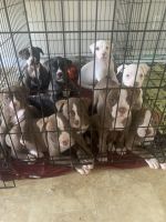 American Bully Puppies for sale in Lebanon, KY 40033, USA. price: NA
