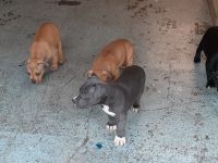 American Bully Puppies for sale in Vancouver, WA, USA. price: NA