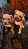 American Bully Puppies for sale in Ontario, CA, USA. price: NA