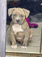 American Bully Puppies for sale in Rockford, IL, USA. price: NA