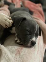 American Bully Puppies for sale in Katy, TX, USA. price: NA
