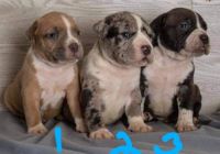 American Bully Puppies for sale in Paola, KS 66071, USA. price: NA