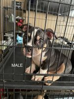 American Bully Puppies for sale in Murfreesboro, TN, USA. price: NA