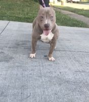 American Bully Puppies for sale in Columbus, OH, USA. price: NA