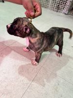 American Bully Puppies for sale in Reading, PA, USA. price: NA