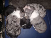 American Bully Puppies for sale in Los Angeles County, CA, USA. price: NA