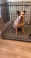 American Bully Puppies for sale in McGehee, AR 71654, USA. price: NA