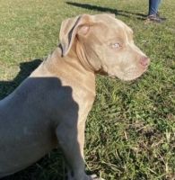 American Bully Puppies for sale in Jacksonville, FL 32277, USA. price: NA