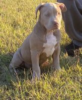 American Bully Puppies for sale in Jacksonville, FL 32277, USA. price: NA