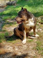 American Bully Puppies for sale in Fayetteville, NC, USA. price: NA
