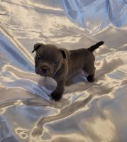 American Bully Puppies for sale in Missouri City, TX, USA. price: NA