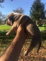 American Bully Puppies for sale in Canyonville, OR, USA. price: NA
