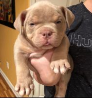 American Bully Puppies for sale in Philadelphia, PA 19145, USA. price: NA