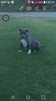 American Bully Puppies for sale in Mountain View, OK 73062, USA. price: NA