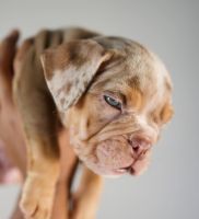 American Bully Puppies for sale in Greensboro, NC, USA. price: NA