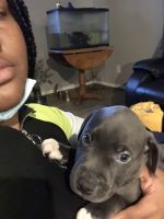 American Bully Puppies for sale in Urbana, IL, USA. price: NA
