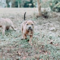 American Bully Puppies for sale in Wilmington, NC, USA. price: NA