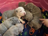 American Bully Puppies for sale in St Cloud, FL, USA. price: NA